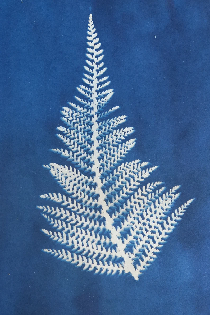 Le Cyanotype permet d'immortaliser la nature