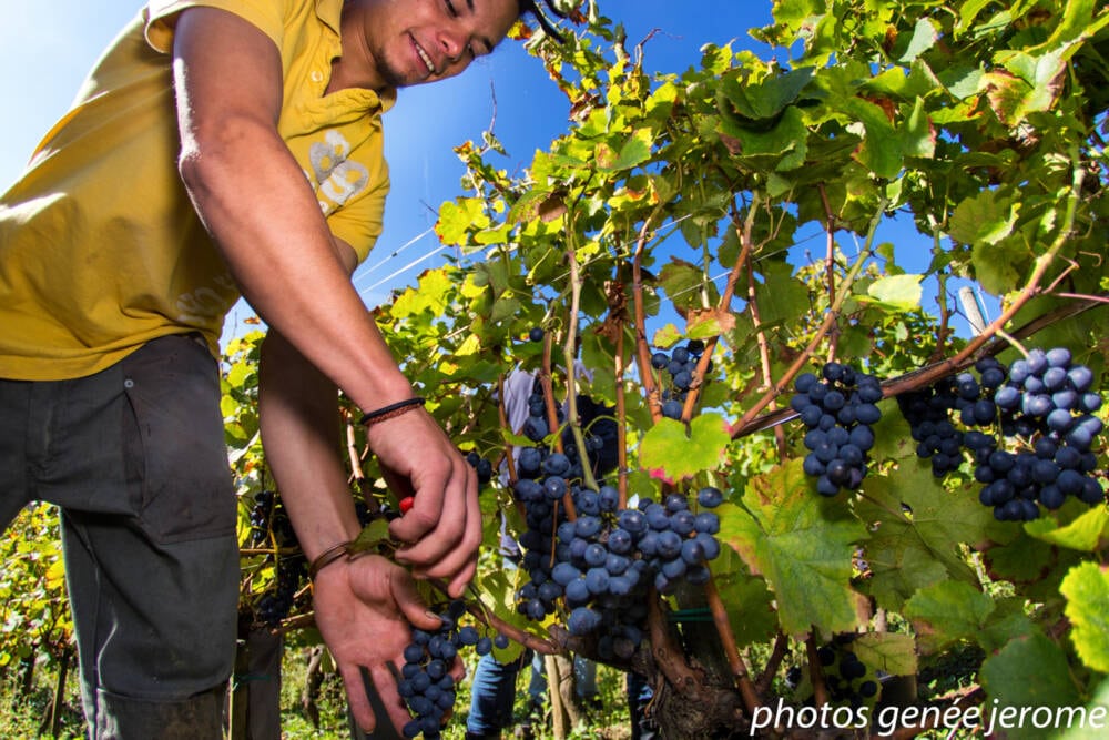 Vendanges au Domaine Pignier