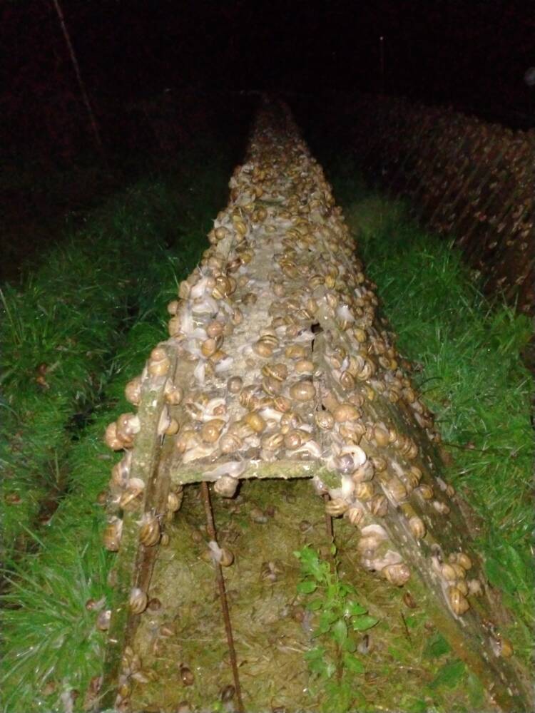 Escargots de nuit_Au Bon Baveux