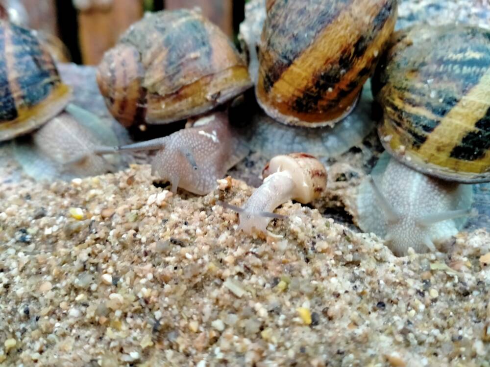 Escargots mangent_Au Bon Baveux