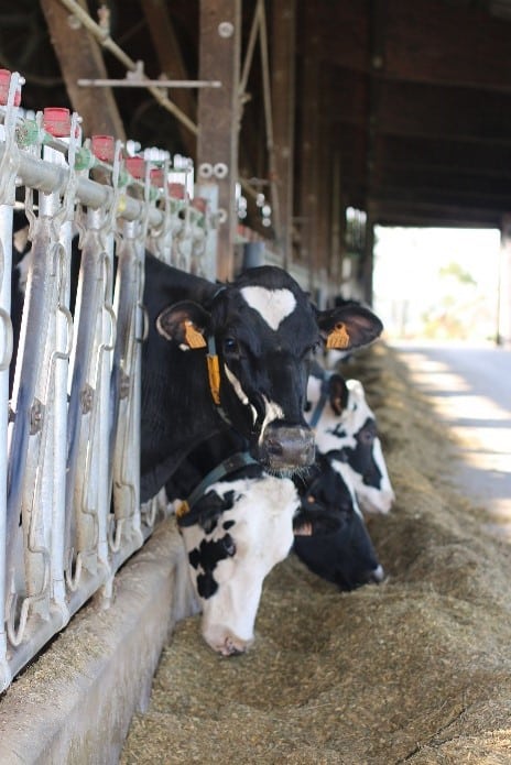 La Ferme de Suzie